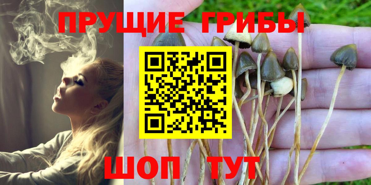 Псилоцибиновые грибы Psilocybe  Вход с VPN  Мыски 